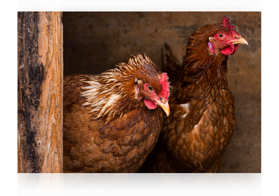 gallinas